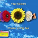 Flowers Flowers